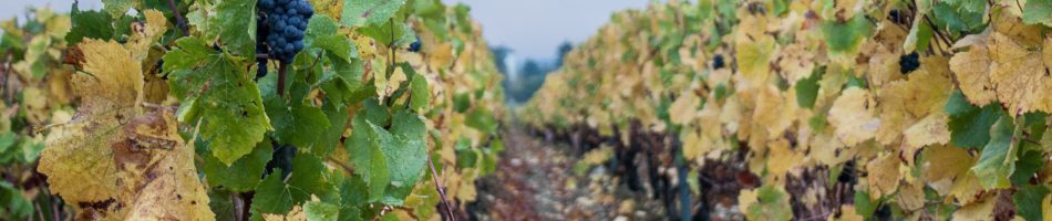 vignoble